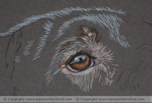 600x406 German Short Haired Pointer Pet Portrait In Coloured Pencils - German Shorthaired Pointer Sketch