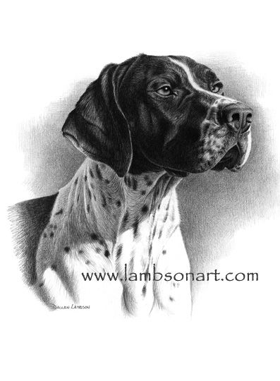397x540 German Shorthair Pointer Animal Art German - German Shorthaired Pointer Sketch