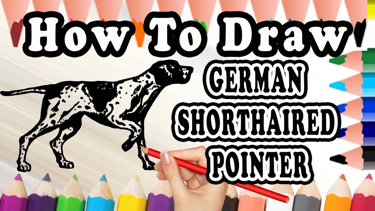 1280x720 How To Draw A German Shorthaired Pointer Dog Drawing Step By - German Shorthaired Pointer Sketch