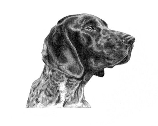 554x442 The German Shorthair Pointer Sketch, Available In 8x10 Prints - German Shorthaired Pointer Sketch