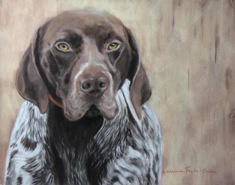 800x632 Willy German Short Haired Pointer - German Shorthaired Pointer Sketch