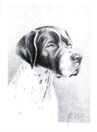 330x450 Gsp German Short Hair Pointer Dog Postcards Office - German Shorthaired Pointer Sketch