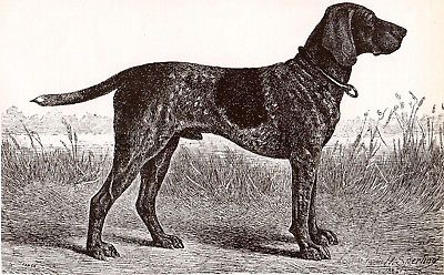 400x248 Dog German Shorthaired Pointer Sketch Portrait, Beautiful Art - German Shorthaired Pointer Sketch