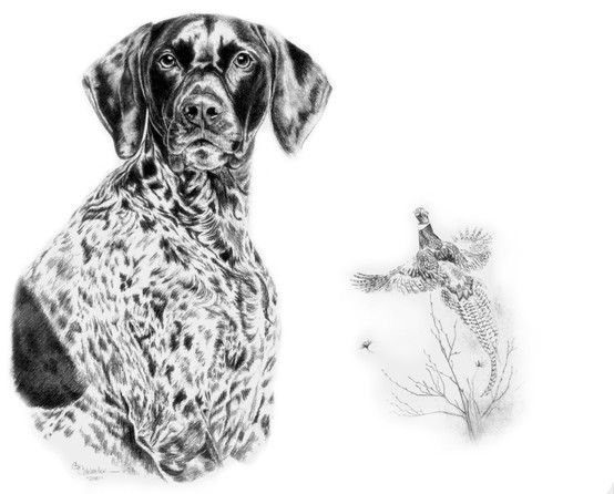 554x446 Dasher The German Shorthair Pointer Sketch. This Piece Was Done In - German Shorthaired Pointer Sketch