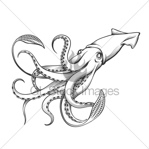 500x500 Giant Squid Engraving Illustration Gl Stock Images - Giant Octopus Sketch
