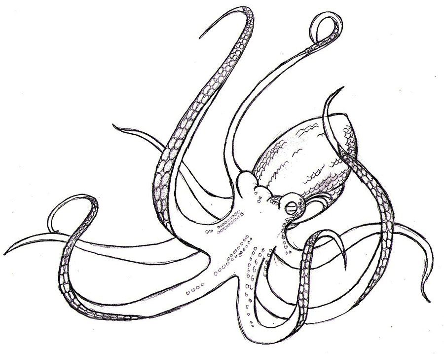 900x717 How To Draw An Octopus Giant Octopus How To Draw. Home Decor - Giant Octopus Sketch
