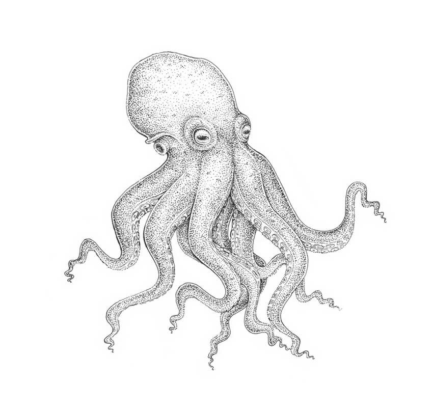 850x809 How To Draw An Octopus Step By Step - Giant Octopus Sketch