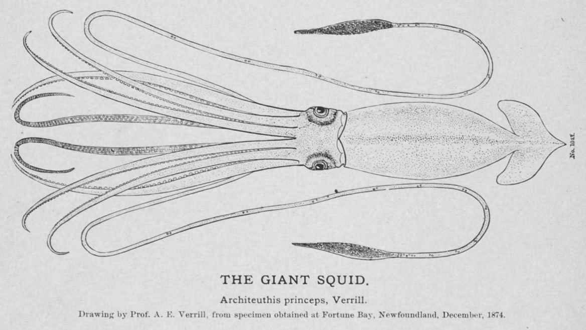 1168x657 List Of Giant Squid Specimens And Sightings - Giant Octopus Sketch