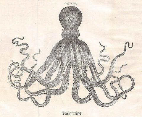 480x396 Mollusca Giant Squid Cuttle Fish Antique Zoology Illustration - Giant Octopus Sketch