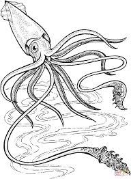 192x262 The 7 Best Colossal Squid Images Colossal Squid - Giant Octopus Sketch