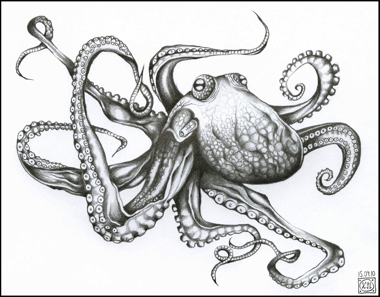 1282x1000 Giant Octopus Drawing Octopi Ex Libris, Octopus - Giant Octopus Sketch