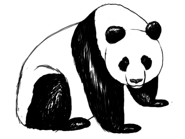 600x450 Giant Panda Sketch - Giant Panda Sketch