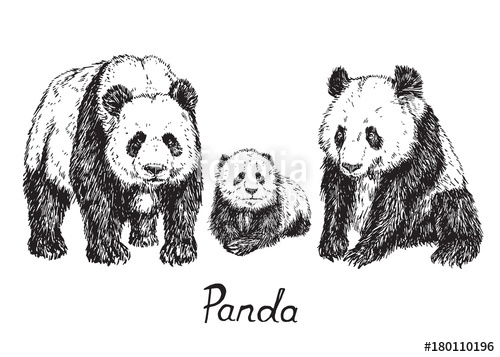 500x357 Giant Panda Family, Hand Drawn Doodle Sketch With Inscription - Giant Panda Sketch