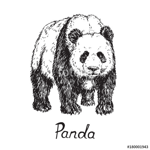 500x500 Giant Panda Standing, Hand Drawn Doodle Sketch With Inscription - Giant Panda Sketch