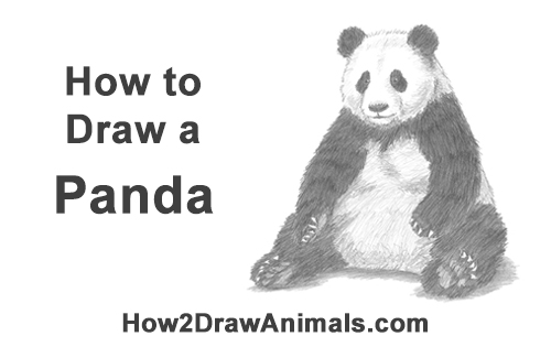 500x315 How To Draw A Panda (Sitting) - Giant Panda Sketch