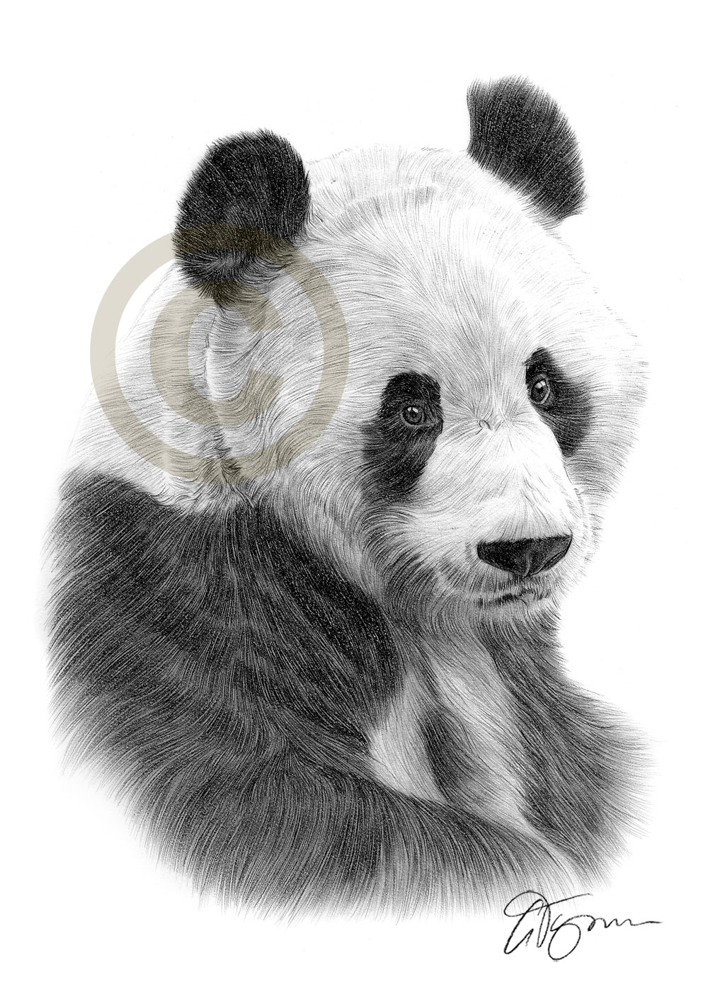 1000x1414 Panda Drawing In Pencil - Giant Panda Sketch