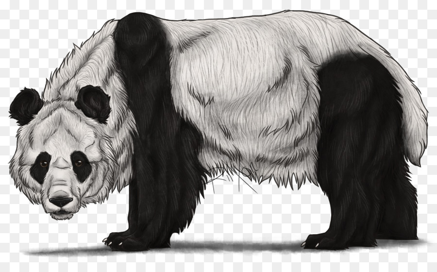 900x560 The Giant Panda Bear Drawing Sketch - Giant Panda Sketch