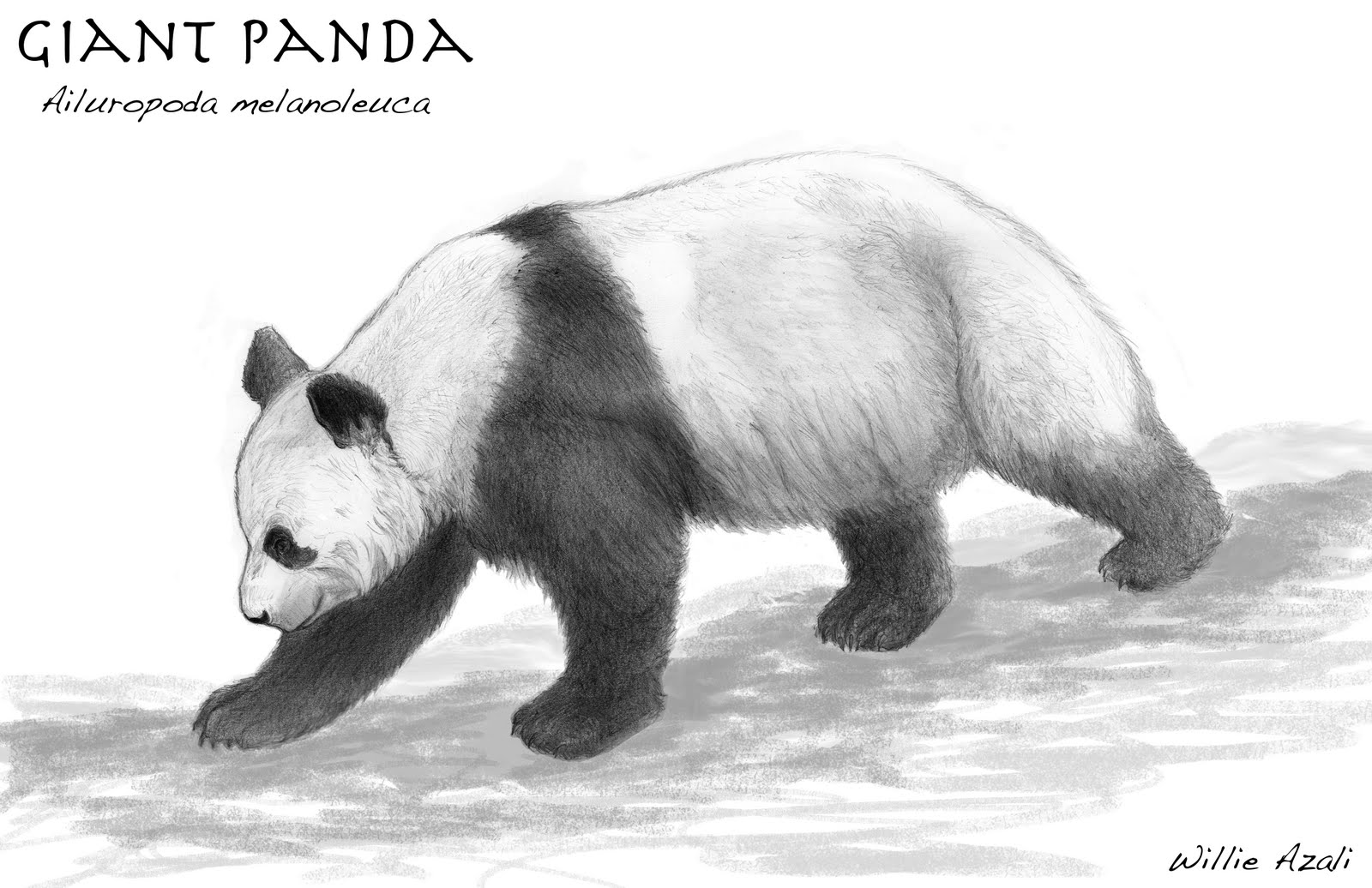 1600x1036 The World Of Will - Giant Panda Sketch