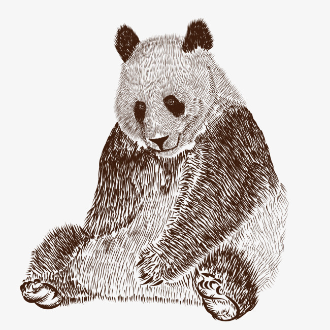 650x651 Vector Giant Panda, Animal, National Treasure, Sketch Png And - Giant Panda Sketch