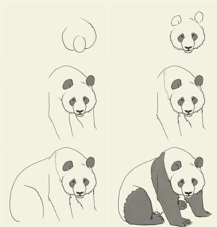 700x731 How To Draw A Panda Drawing Tutorials Amp Videos - Giant Panda Sketch