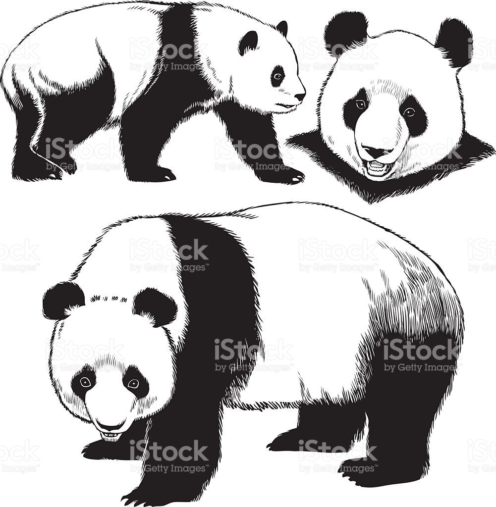 Giant Panda Sketch at PaintingValley.com | Explore collection of Giant ...