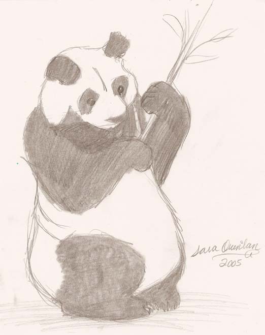 522x659 Giant Panda Sketch By Aluinn - Giant Panda Sketch