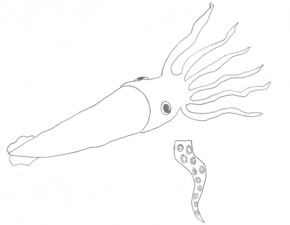 1015x788 Giant Squid Sketch By Marinevetdan - Giant Squid Sketch