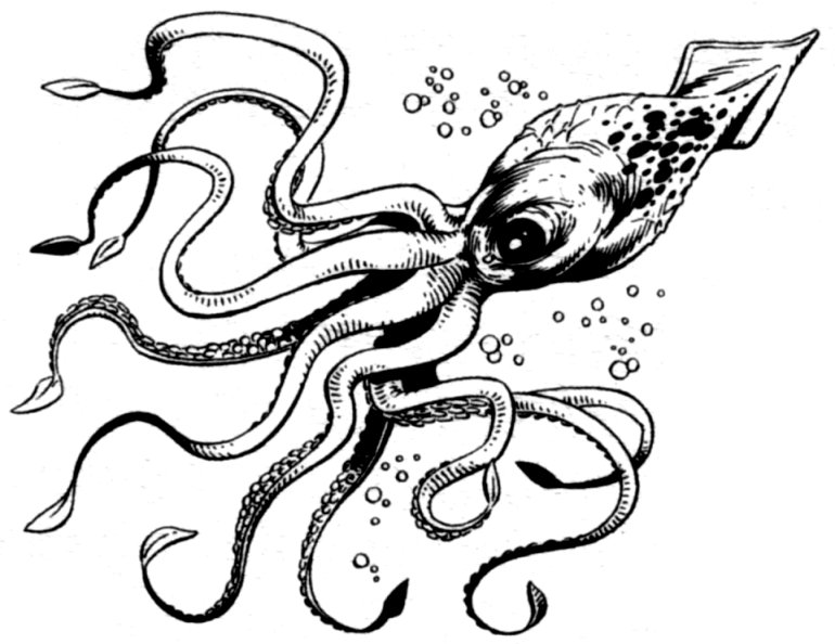 770x594 Giant Squid Wookieepedia Fandom Powered By Wikia - Giant Squid Sketch