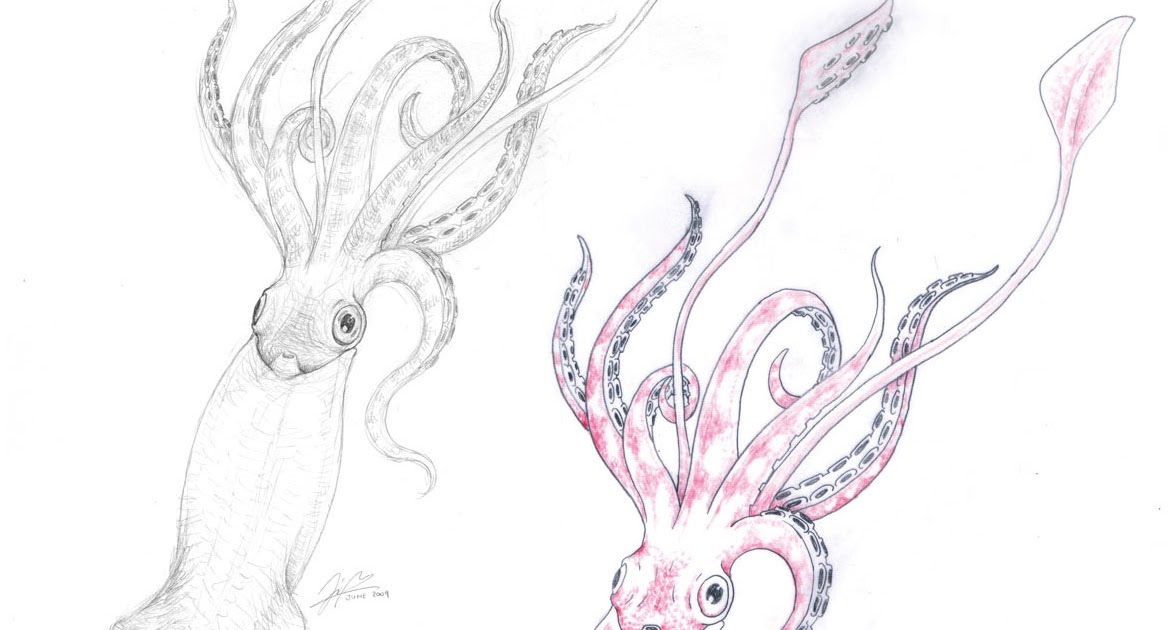 1168x630 Linn Ahlbom Illustration Giant Squid - Giant Squid Sketch