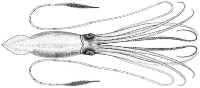 404x179 List Of Giant Squid Specimens And Sightings - Giant Squid Sketch