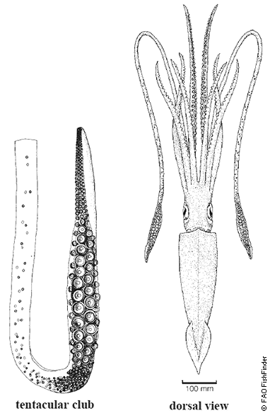 382x590 Giant Squid, Architeuthis Dux ~ - Giant Squid Sketch