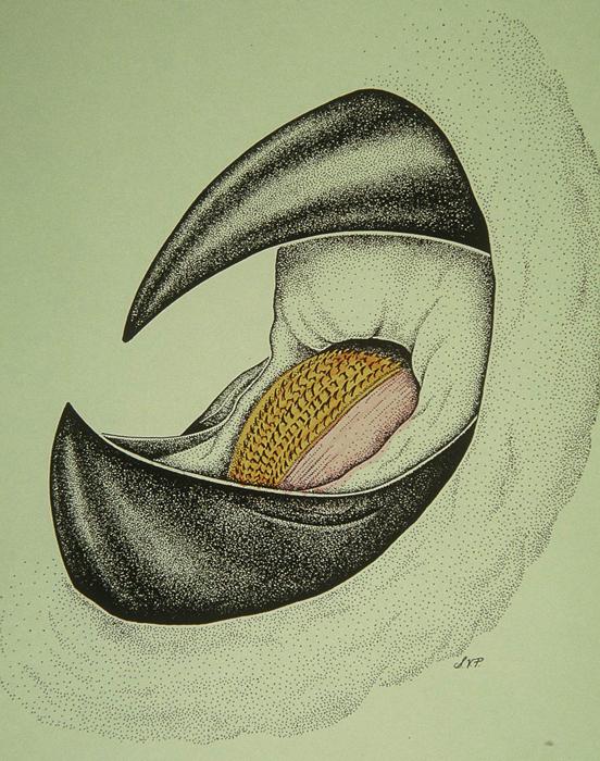 552x700 Giant Squid Beak And Radula Smithsonian Ocean - Giant Squid Sketch