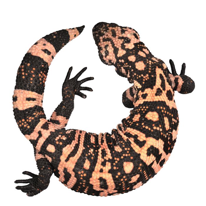 700x700 Gila Monster Halloween Gila Monster, Monsters And - Gila Monster Sketch