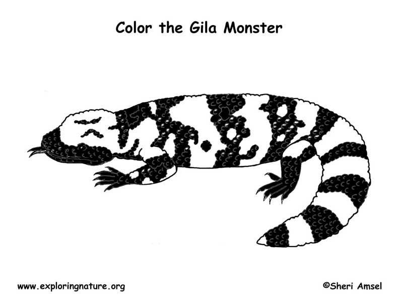 792x612 Gila Monster Coloring - Gila Monster Sketch