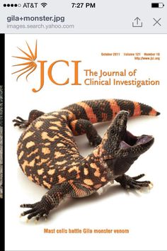 236x354 Gila Monster Sketch By Barbara Terkanian Tumamoc Sketchbook - Gila Monster Sketch