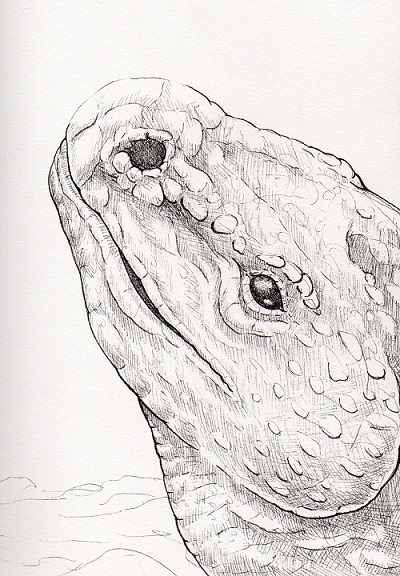 400x576 Gila Monster Weasyl - Gila Monster Sketch
