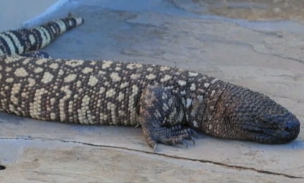 1024x615 Gila Monster Found In California Yard Daily Mail Online - Gila Monster Sketch