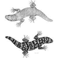 200x200 Leathercraft Library - Gila Monster Sketch