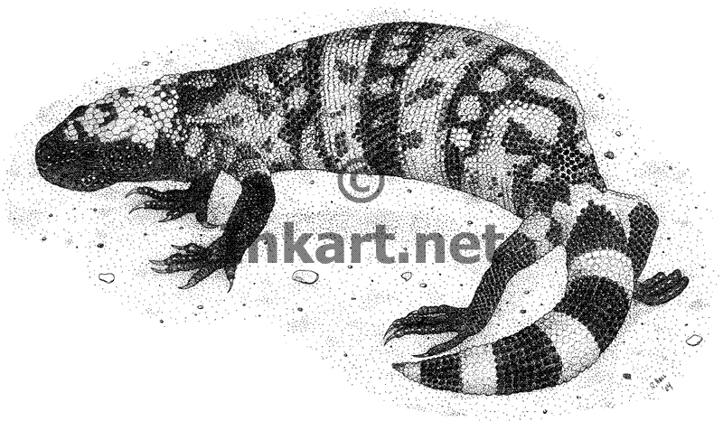 800x466 Wildlife Art Lizards - Gila Monster Sketch