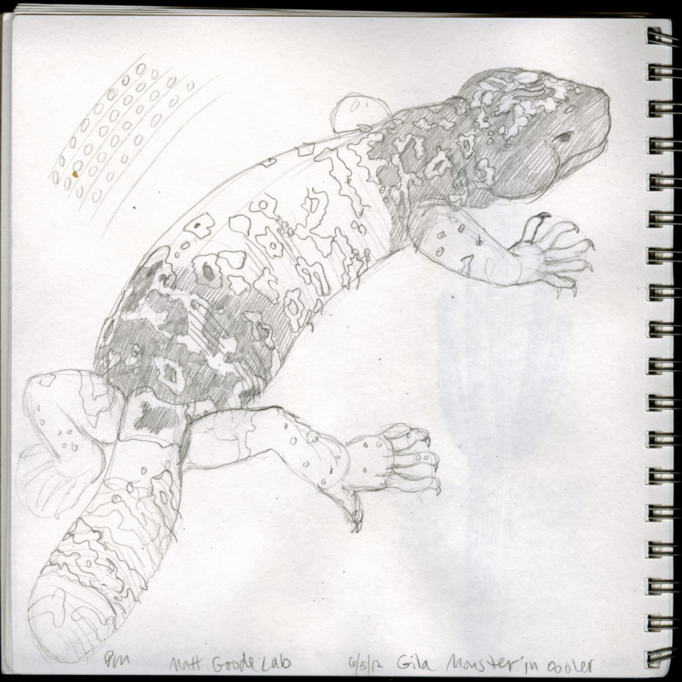 980x980 Drawing Tumamoc Sketchbook - Gila Monster Sketch