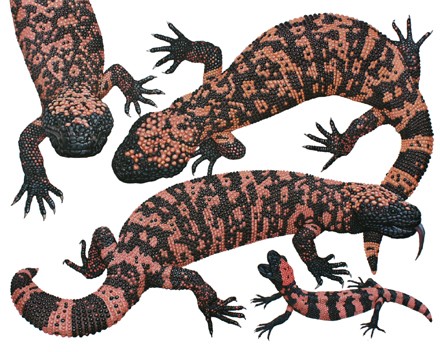 440x352 Ecouniverse Herpetological Publishing Amp Distribution Gila Monster - Gila Monster Sketch
