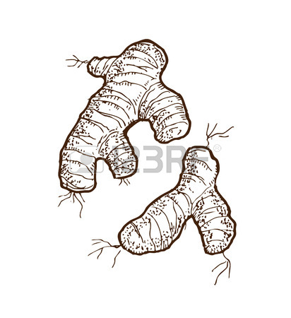 412x450 Ginger Clipart Sketch - Ginger Sketch