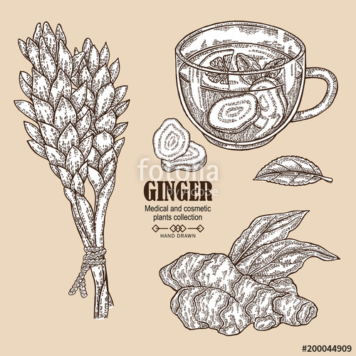 500x500 Ginger Plant Set. Hand Drawn Ginger Root, Flowers And Cup Of Tea - Ginger Sketch