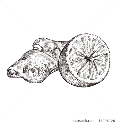 450x468 Ginger Root And Lemon Ink Sketch - Ginger Sketch