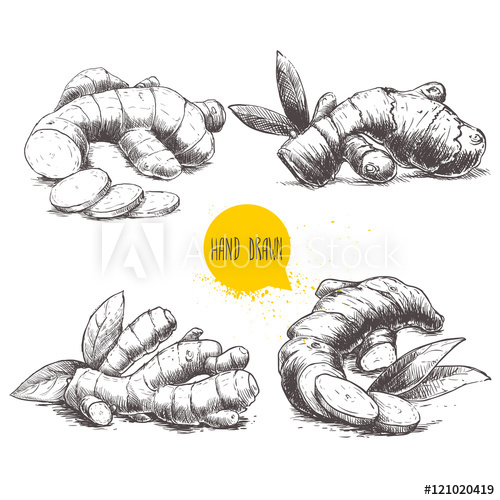 500x500 Ginger Root Set. White Background With Isolated Hand Drawn Sketch - Ginger Sketch