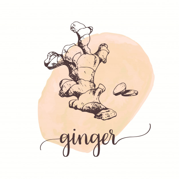 626x626 Ginger Sketch On Watercolor Paint. Vector Premium Download - Ginger Sketch