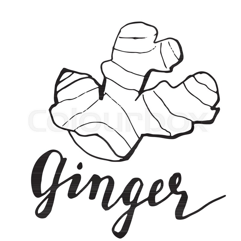800x800 Ginger Sketch With Lettering On White Background Vector Stock - Ginger Sketch