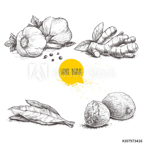 500x500 Hand Drawn Sketch Spices Set. Garlic Composition With Parsley - Ginger Sketch