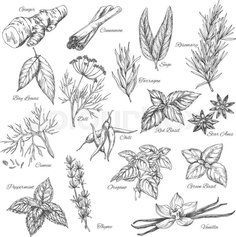 796x800 Herbs Sketch Of Ginger Or Cinnamon, Rosemary, Sage And Tarragon - Ginger Sketch