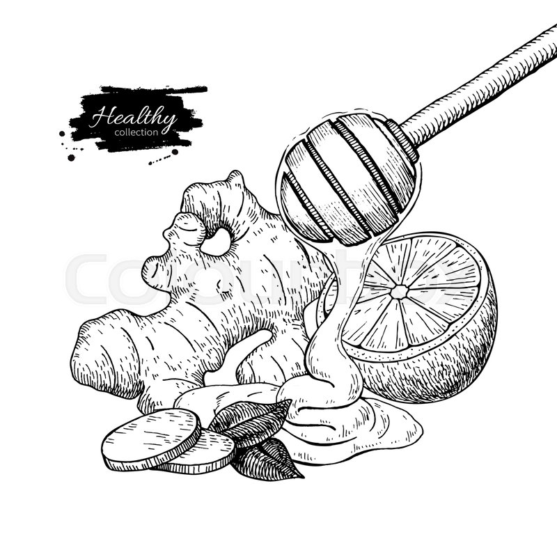 800x800 Honey, Ginger And Lemon Vector Drawing. Wooden Spoon, Honey Drop - Ginger Sketch